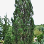 Pinus Arnolds Sentinel — photo 2
