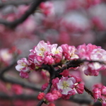 Malus 'Coralburst' — photo 2