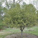 Malus 'Coralburst' — photo 3