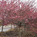 Malus 'Coralburst' — photo 4