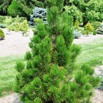 Pinus Bosnian Emerald Arrow — photo 1