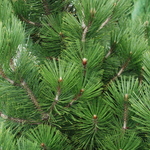 Pinus Bosnian Emerald Arrow — photo 2