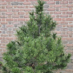 Pinus Bosnian Emerald Arrow — photo 3