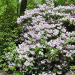 Rhododendron Lu Shan — photo 2