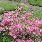 Rhododendron Abigail Adams — photo 2