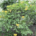 Azalea Admiral Semmes — photo 1