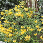 Azalea Admiral Semmes — photo 2
