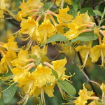 Azalea Admiral Semmes — photo 3