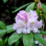 Rhododendron Album Novum — photo 1