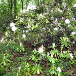 Rhododendron Album Novum — photo 2