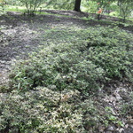 Rhododendron Alexander — photo 1