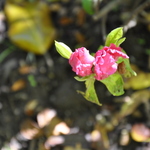 Rhododendron Alexander — photo 2