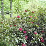 Rhododendron America — photo 2