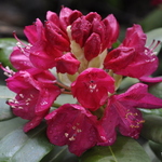 Rhododendron America — photo 1