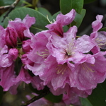Rhododendron Anna Baldsiefen — photo 1