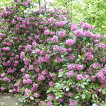 Rhododendron Anna Baldsiefen — photo 2