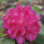 Rhododendron Argentina — photo 1