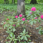 Rhododendron Argentina — photo 2