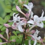 Azalea exbury Atlantica — photo 1