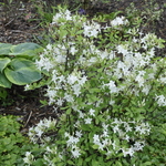 Azalea exbury Atlantica — photo 2