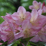 Rhododendron Bali — photo 1