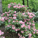 Rhododendron Bali — photo 2