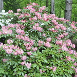 Rhododendron Bali — photo 3