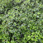 Rhododendron Balta — photo 1
