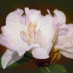 Rhododendron Balta — photo 2