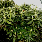 Rhododendron Baursalt — photo 1
