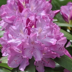 Rhododendron Baursalt — photo 2