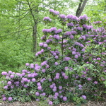 Rhododendron Baursalt — photo 3