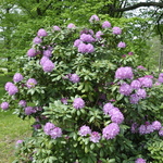 Rhododendron Baursalt — photo 4