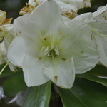 Rhododendron Beaufort — photo 1