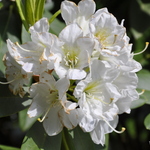 Rhododendron Beaufort — photo 2