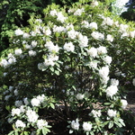 Rhododendron Beaufort — photo 3