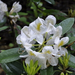 Rhododendron Belle Heller — photo 3