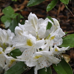 Rhododendron Belle Heller — photo 1