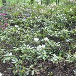 Rhododendron Belle Heller — photo 2