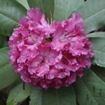 Rhododendron Ben Mosley — photo 1