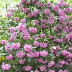 Rhododendron Ben Mosley — photo 2