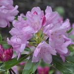 Rhododendron Bermuda — photo 1