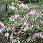 Rhododendron Bermuda — photo 2