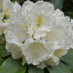 Rhododendron Big Deal — photo 1