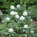 Rhododendron Big Deal — photo 2