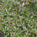 Rhododendron Boldface — photo 1