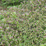 Rhododendron Boldface — photo 2