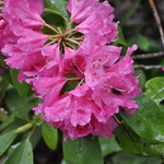 Rhododendron Boule De Rose — photo 1