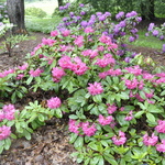 Rhododendron Boule De Rose — photo 2