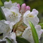 Rhododendron Branchycarpum — photo 1